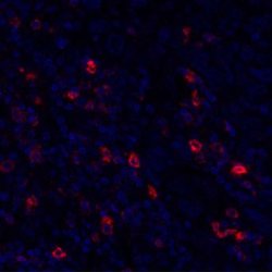 OX40/TNFRSF4 Antibody (BLR042F), Novus Biologicals 100 &mu;L; Unconjugated:Antibodies,
